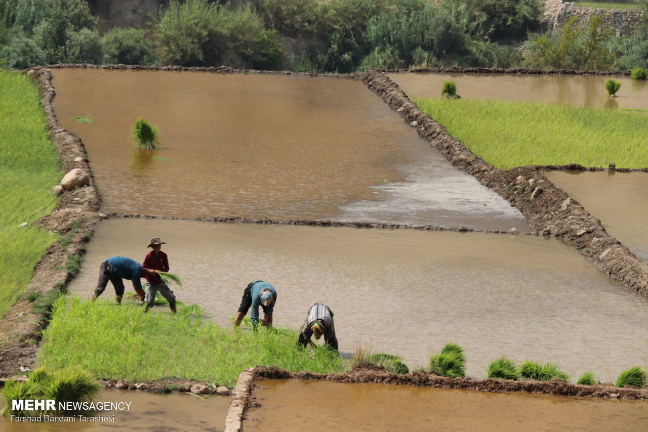 کشت قراردادی برنج در اراضی نسق دار گلستان
