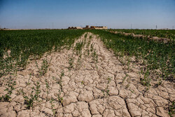 حجم اعتبارات برای جبران خسارت بخش کشاورزی خوزستان افزایش یابد