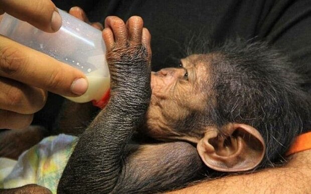 «باران» شامپانزه جوان ارم راهی یتیم خانه ای در کنیا می شود