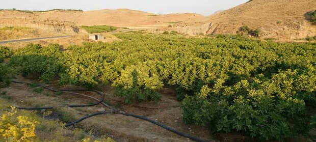 جهاد آب‌رسانی به انجیرستان‌های پلدختر/ بسیج پای کار آمد