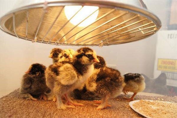 آیا کسب درآمد با جوجه کشی مرغ توجیه اقتصادی دارد؟