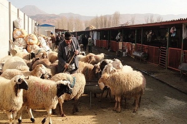 ساماندهی میدان دام شهرستان بهار