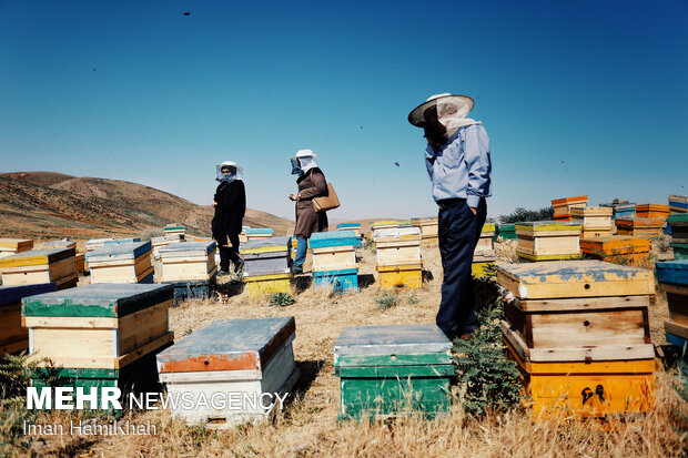 Beekeeping in Hamedan
