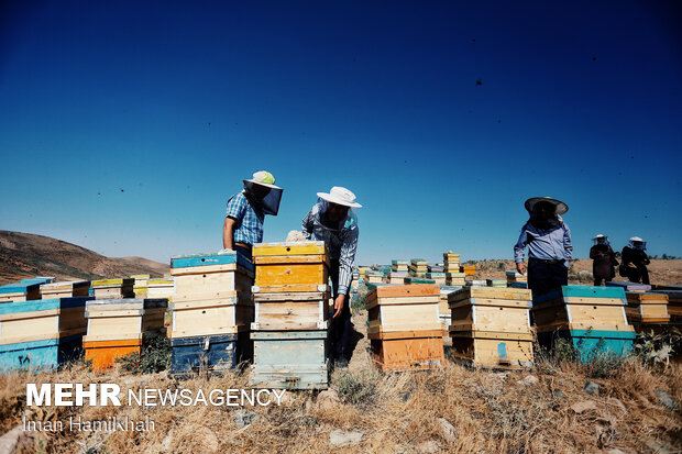 Beekeeping in Hamedan
