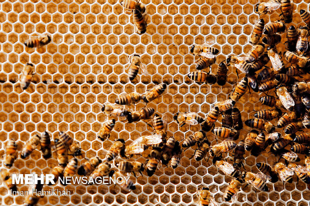 آذربایجان غربی با تولید ۲۰هزارتن عسل در کشور رکورد زد