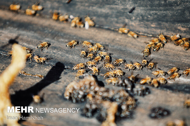 Beekeeping in Hamedan
