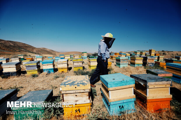 Beekeeping in Hamedan
