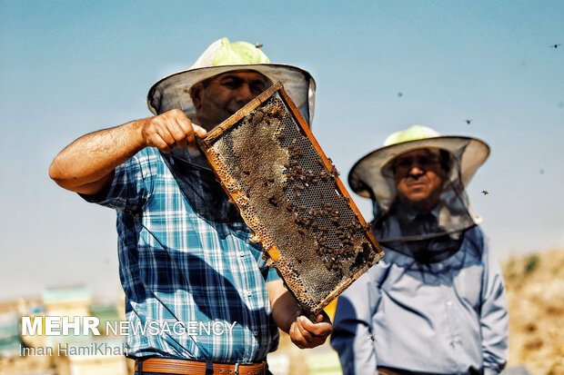 Beekeeping in Hamedan
