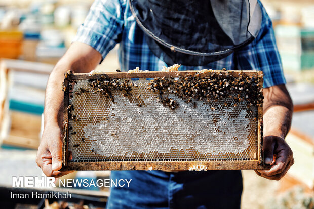 Beekeeping in Hamedan
