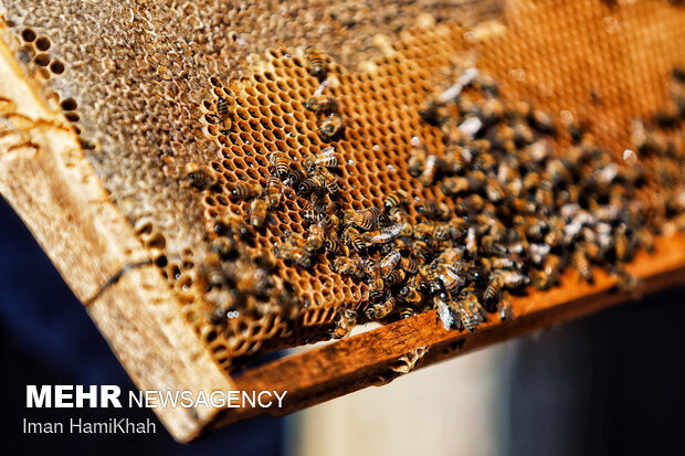 تولید بیش از ۹۰۰ تن عسل در زنبورستان‌های استان قزوین