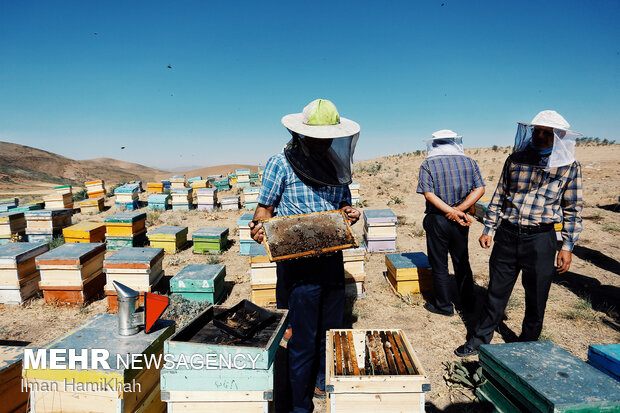 Beekeeping in Hamedan
