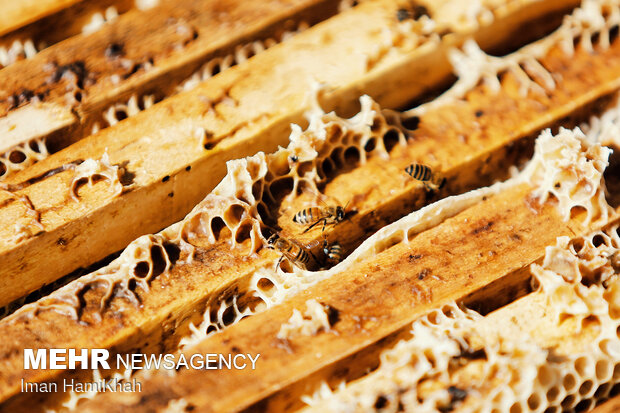 Beekeeping in Hamedan
