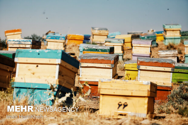 Beekeeping in Hamedan
