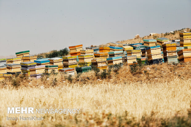 Beekeeping in Hamedan
