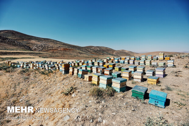 Beekeeping in Hamedan
