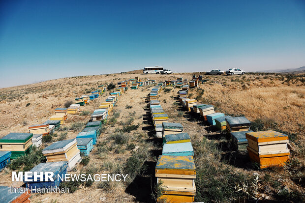 Beekeeping in Hamedan
