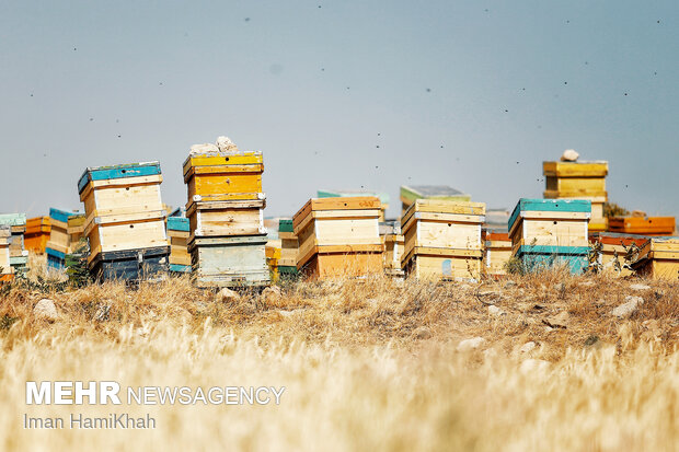 Beekeeping in Hamedan
