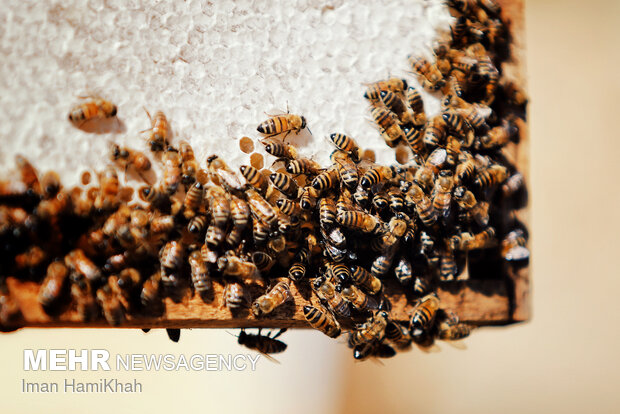 Beekeeping in Hamedan
