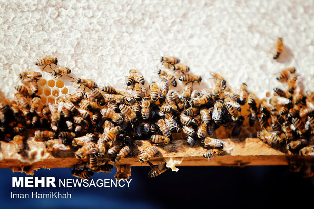 Beekeeping in Hamedan
