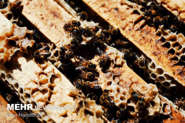 Beekeeping in Hamedan
