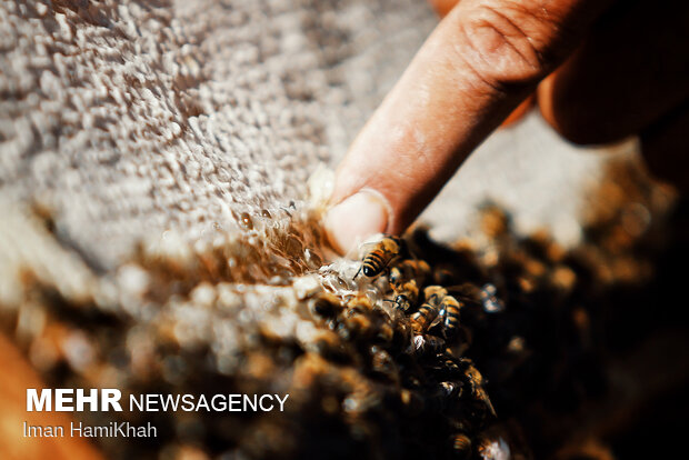 Beekeeping in Hamedan
