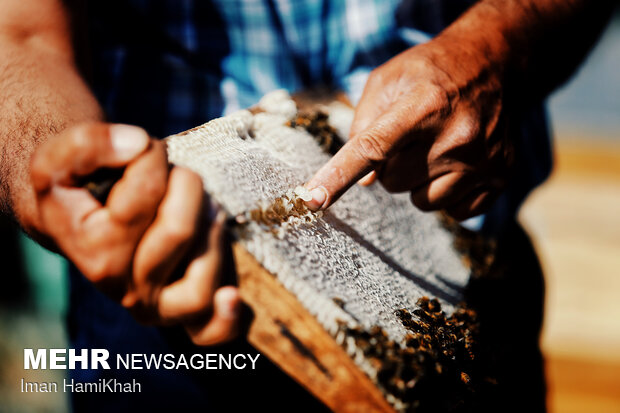 Beekeeping in Hamedan
