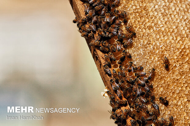 Beekeeping in Hamedan
