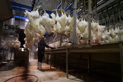 ۲۰ میلیون قطعه مرغ در استان بوشهر کشتار شد