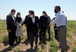 سفیر ژاپن در ایران از اجرای طرح‌های کشاورزی بناب بازدید کرد