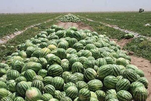 کشت پاییزی هندوانه آغاز شد/پیشبینی برداشت ۷۴ هزار تن کشت پاییزی هندوانه آغاز شد/پیشبینی برداشت ۷۴ هزار تن