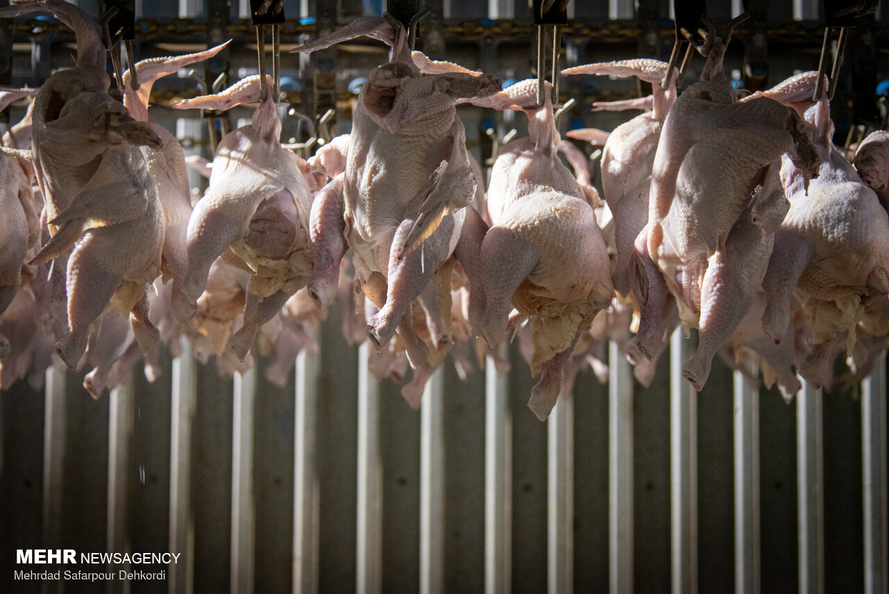 چرا مرغ گران شد؟/ تناقض در آمار تولید و عرضه!