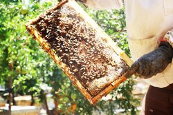 Bee breeding, honey production in Varamin