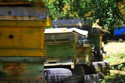 توزیع ۲۰ هزار تن شکر برای زمستان گذرانی زنبورهای عسل