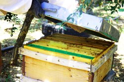 طرح سرشماری کلونی‌های زنبور عسل در استان ایلام آغاز شد