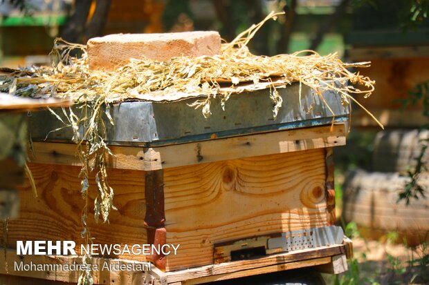 Bee breeding, honey production in Varamin
