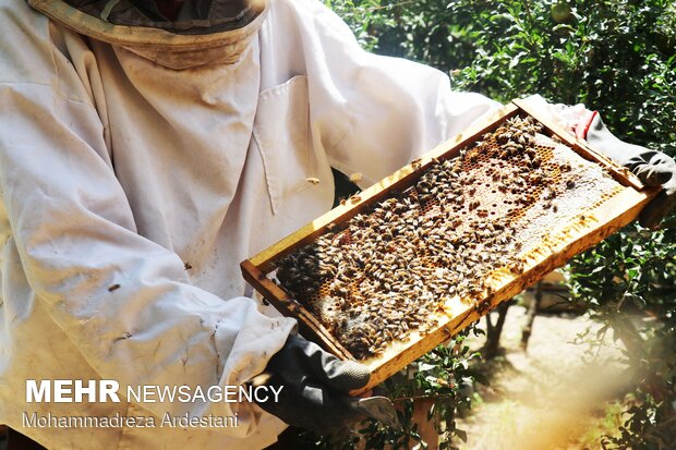 Bee breeding, honey production in Varamin
