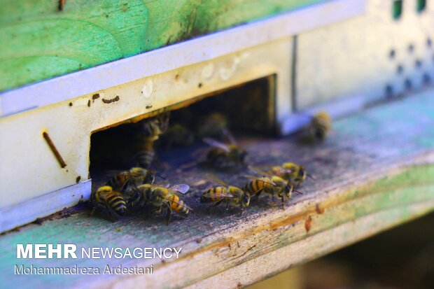 Bee breeding, honey production in Varamin
