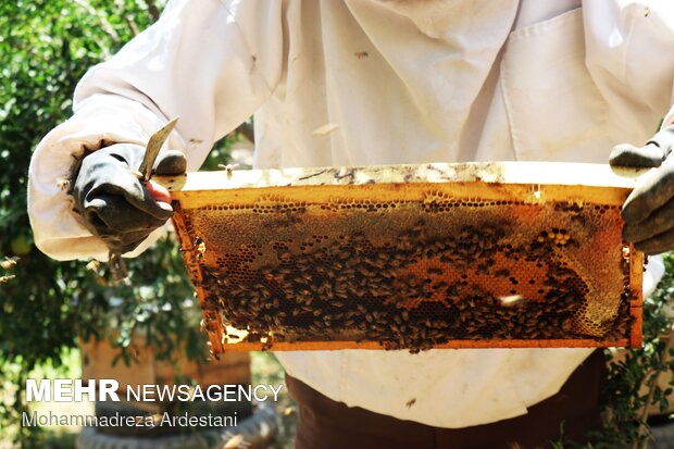 Bee breeding, honey production in Varamin
