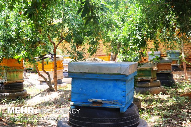 Bee breeding, honey production in Varamin
