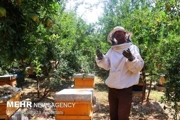 Bee breeding, honey production in Varamin
پرورش زنبورعسل در ورامین