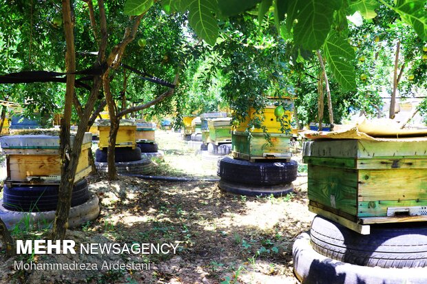 Bee breeding, honey production in Varamin
