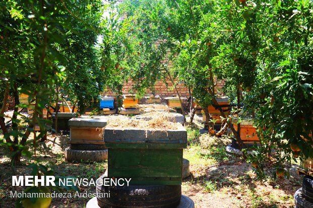 Bee breeding, honey production in Varamin
