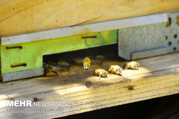 Bee breeding, honey production in Varamin
