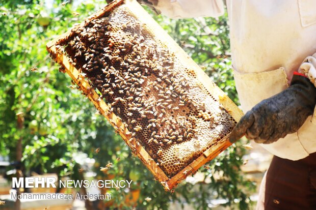 برداشت ۱۴۲۲ تن عسل در شهرستان ورزقان