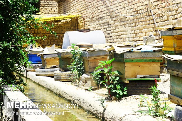Bee breeding, honey production in Varamin
