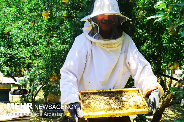 Bee breeding, honey production in Varamin
