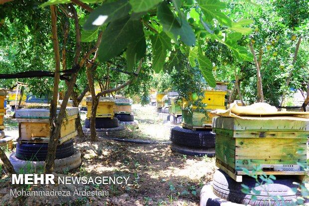 Bee breeding, honey production in Varamin
