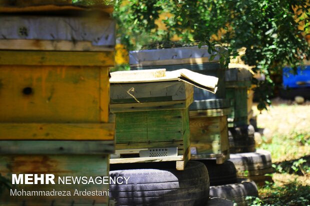 Bee breeding, honey production in Varamin
