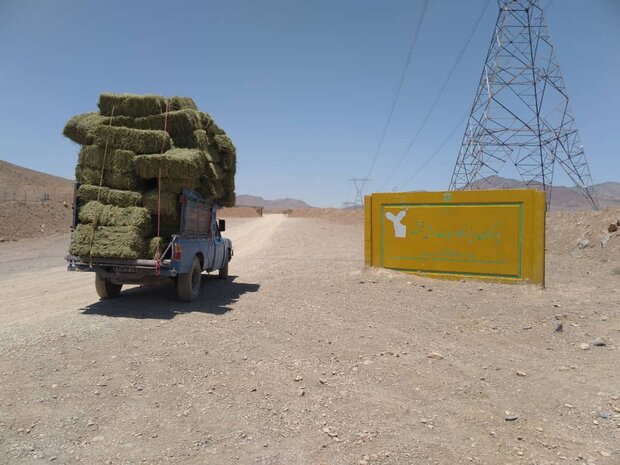 افزون بر  ۴ تُن علوفه به حیات وحش قمیشلو اهدا شد