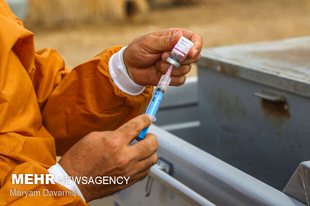 واکسیناسیون دام های عشایر در خراسان شمالی